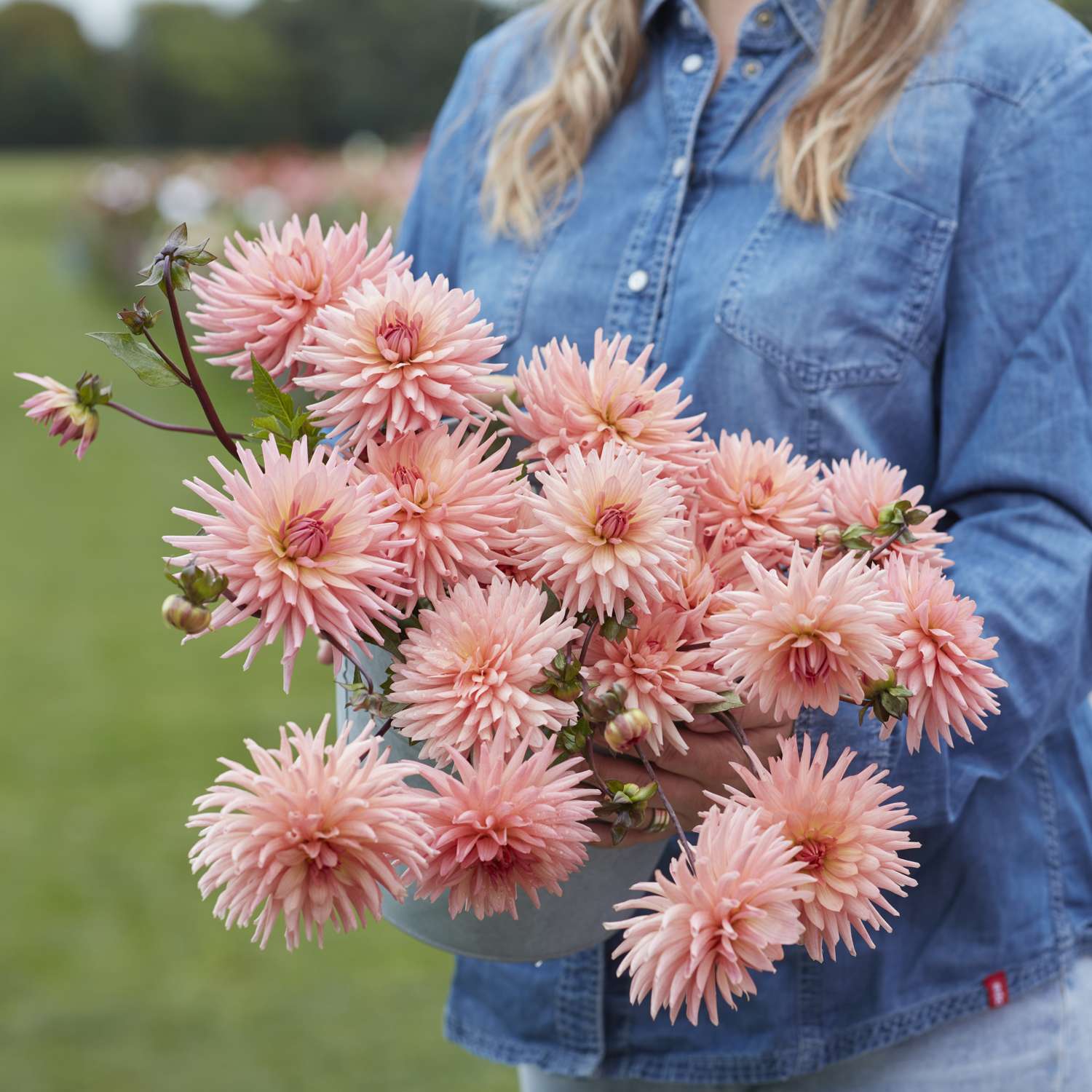 Dahlia 'Preference'